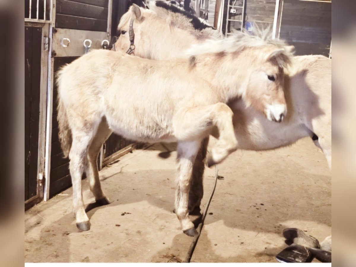 Fjord Hengst 1 Jaar 150 cm Falbe in Lębork