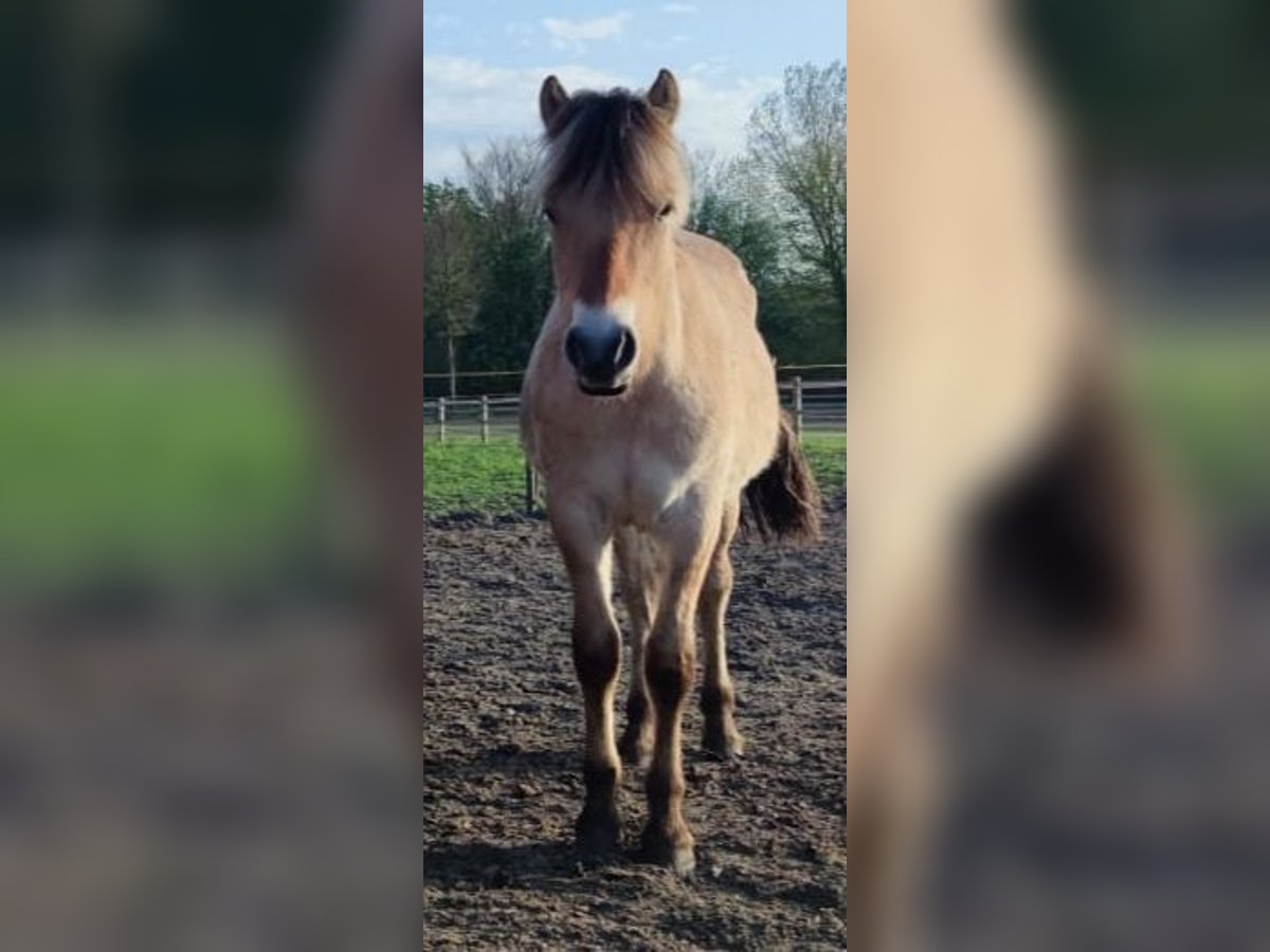 Fjord Hengst 2 Jaar 151 cm Bruin in N&#xF8;rager