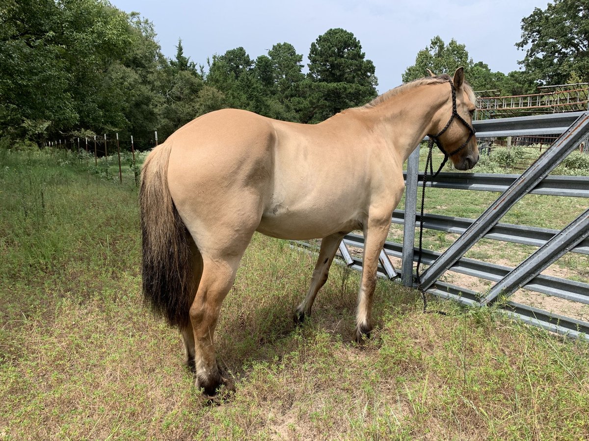 Fjord Horses Mix Gelding 10 years 15 hh Dun in Lane