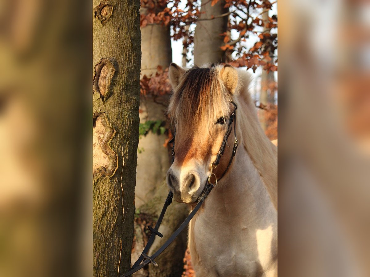 Fjord Horses Gelding 13 years 13,2 hh Dun in Großefehn Fjord Horses Gelding 13 years 13,2 hh Dun in Großefehn