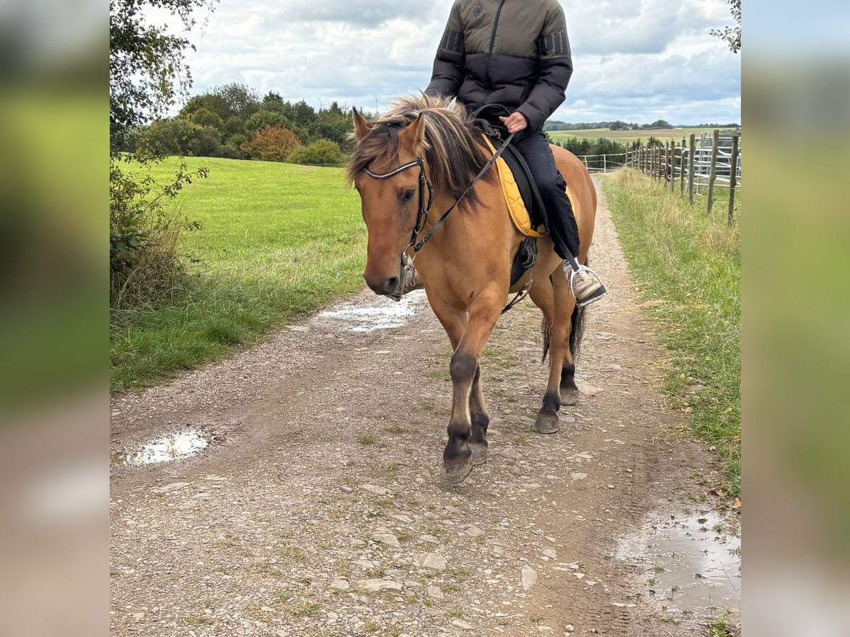 Fjord Horses Mix Gelding 13 years 13,3 hh Dun in Schuld