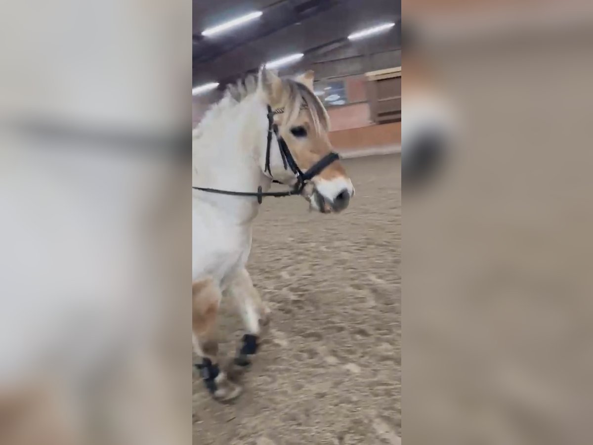 Fjord Horses Gelding 13 years 14,1 hh Buckskin in Grömitz