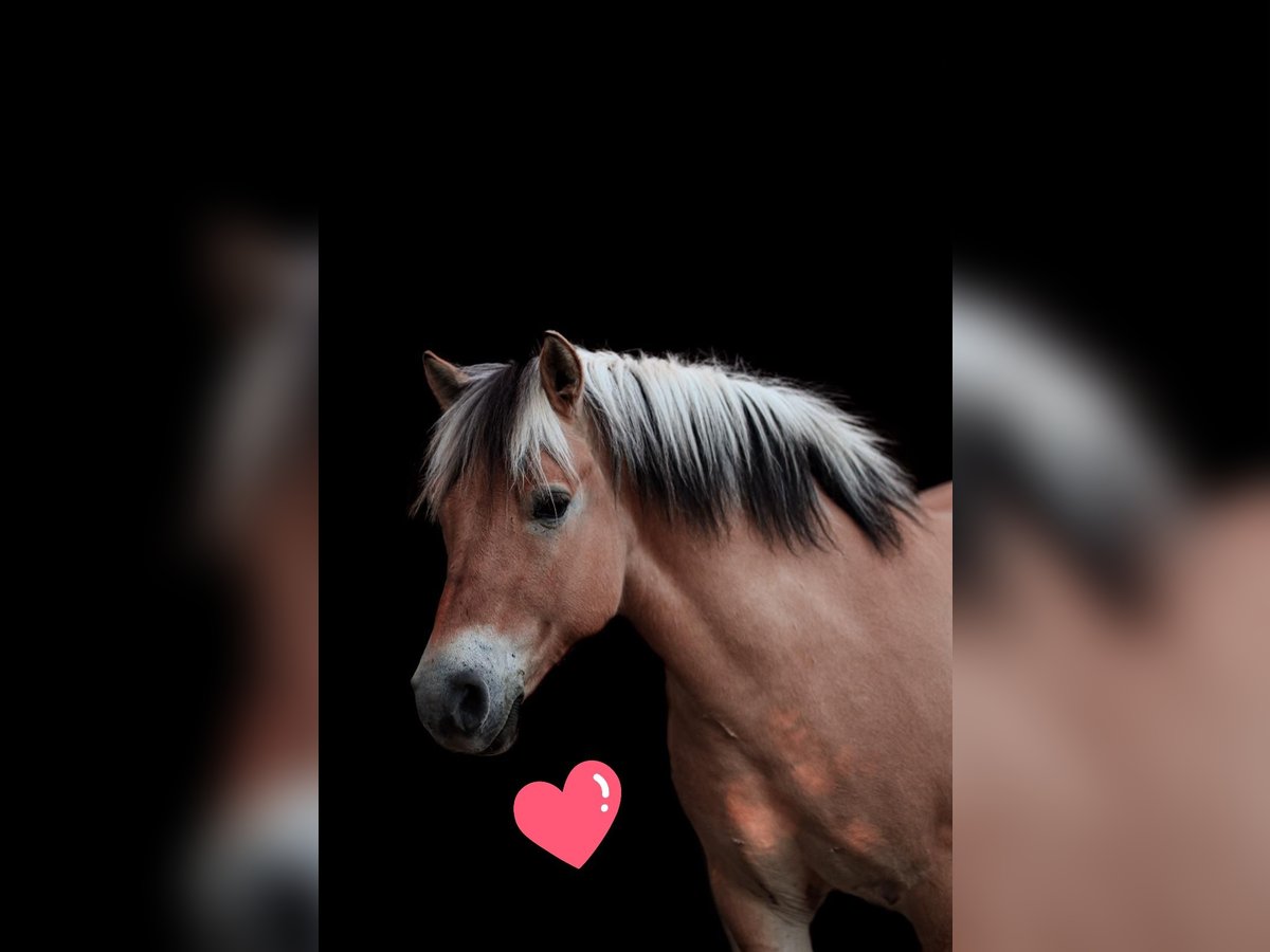 Fjord Horses Gelding 13 years 14 hh in D&#xFC;rnau