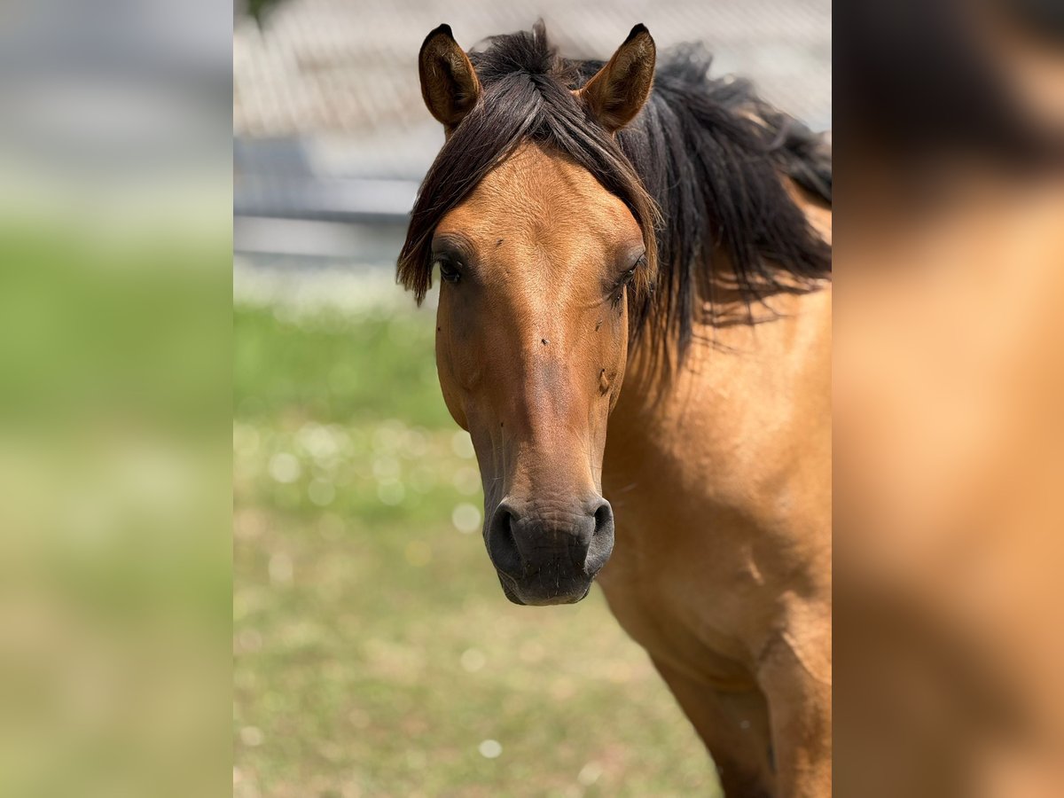 Fjord Horses Mix Gelding 14 years 14,2 hh Dun in Villmar