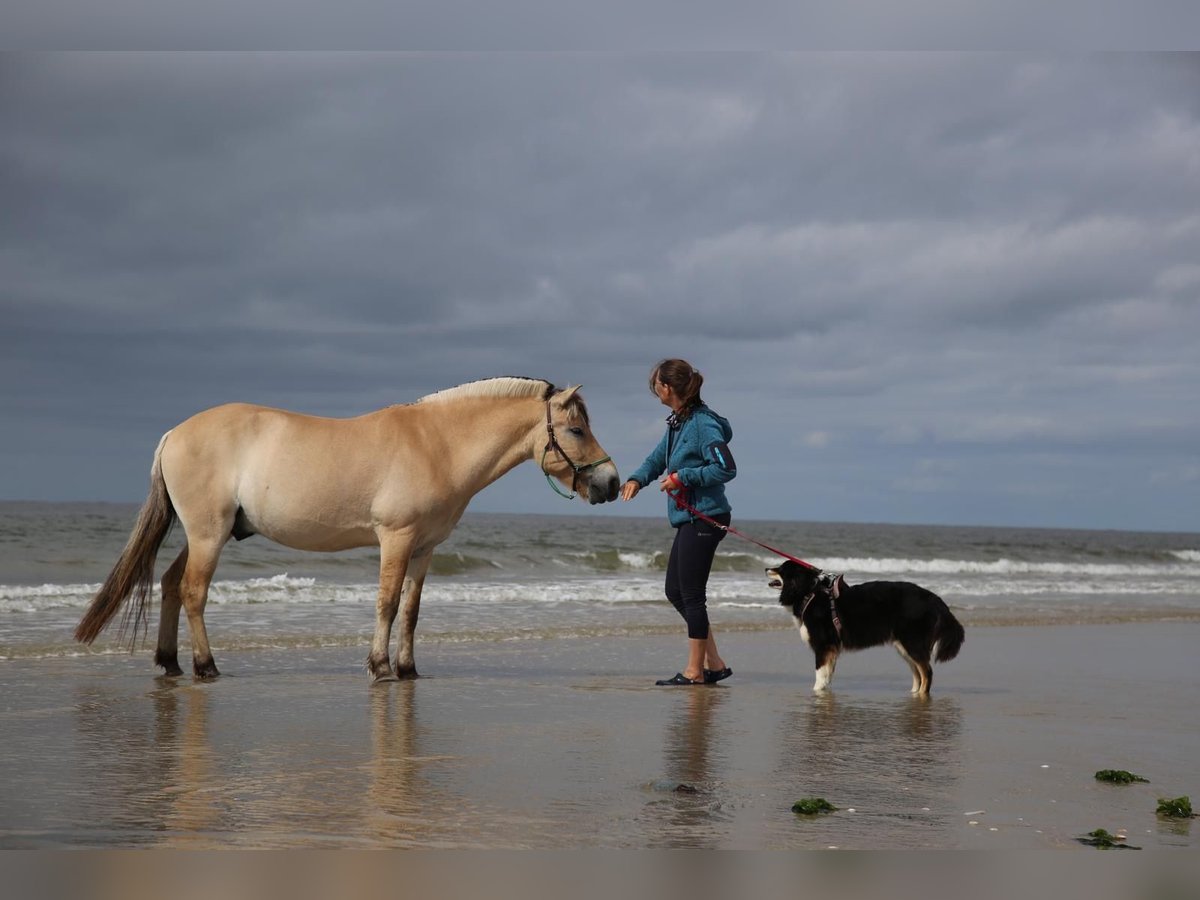 Fjord Horses Gelding 16 years 13,2 hh in Bramstedtlund