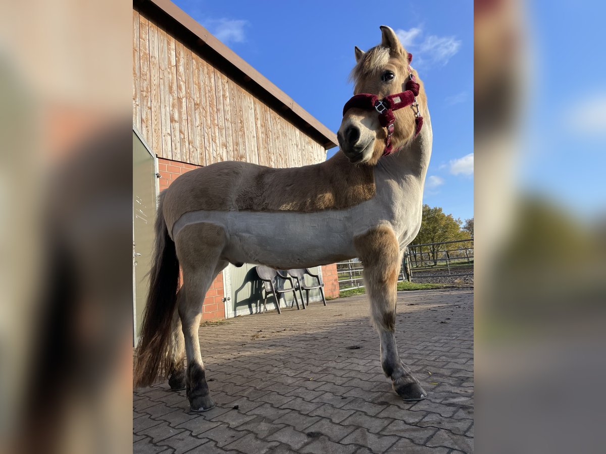 Fjord Horses Gelding 19 years 14,2 hh Dun in Gronau (Westfalen)