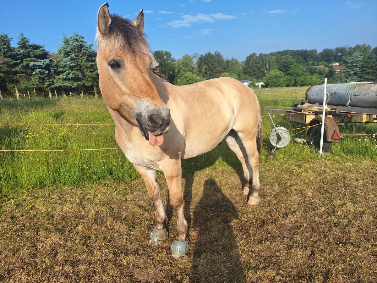 Fjord Horses Gelding 19 years 14,2 hh Dun in Meersburg