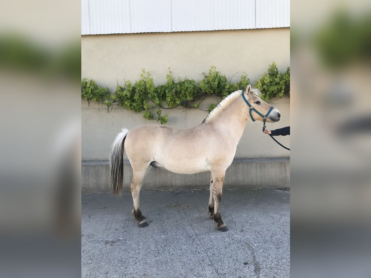 Fjord Horses Gelding 1 year Dun in Sarreguemines