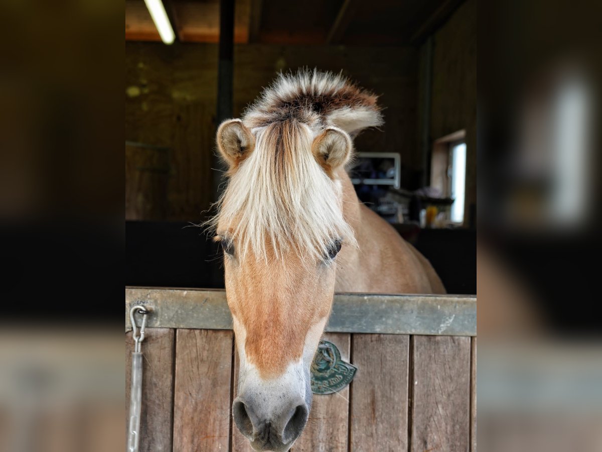 Fjord Horses Gelding 20 years 13,2 hh Dun in Bassum