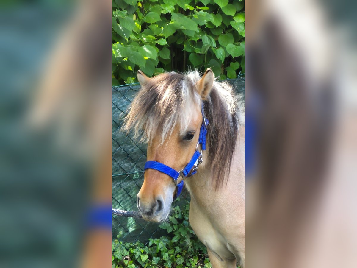 Fjord Horses Mix Gelding 2 years 12,1 hh Dun in Gro&#xDF;efehn