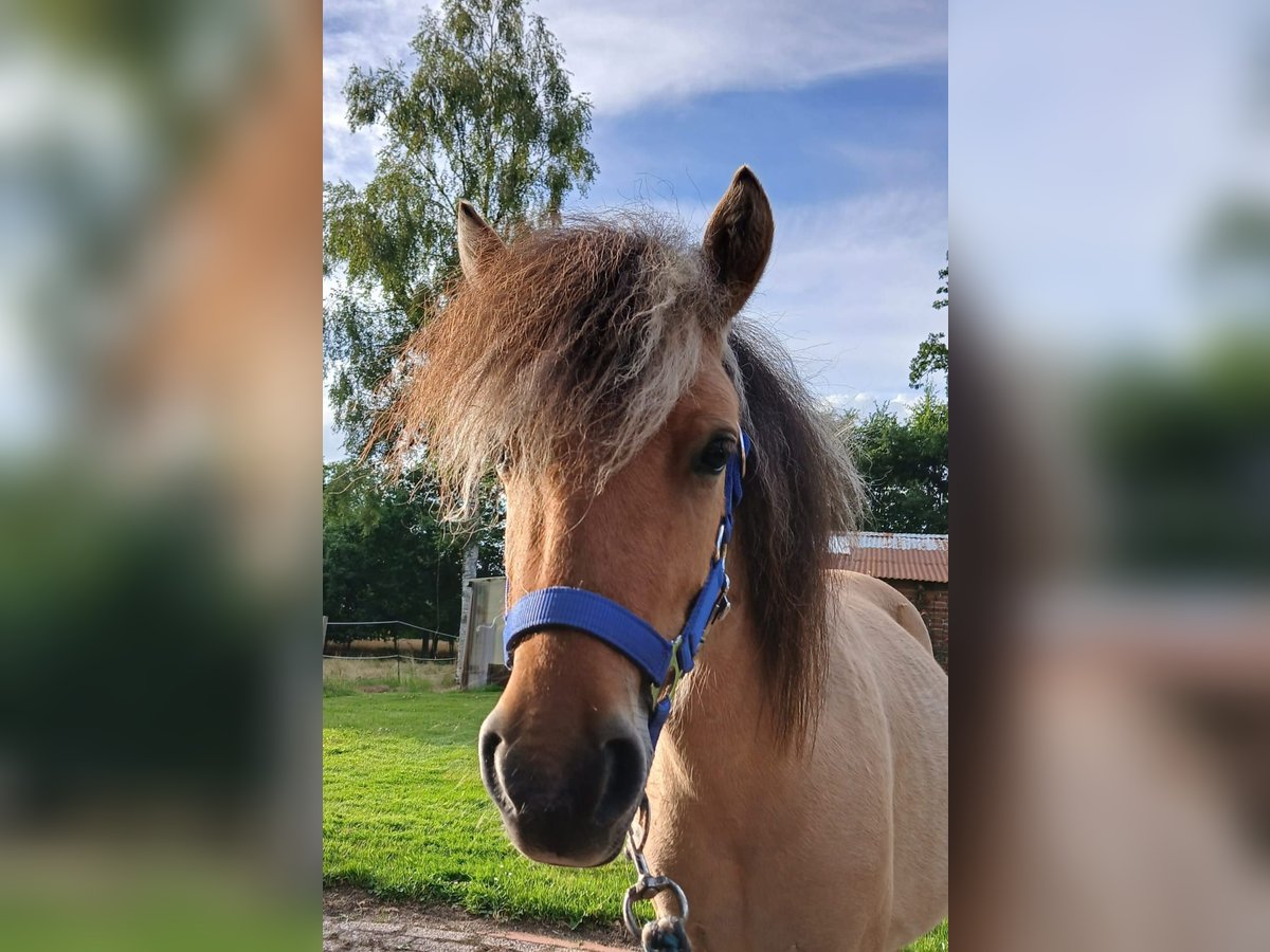 Fjord Horses Mix Gelding 2 years 12,1 hh Dun in Gro&#xDF;efehn
