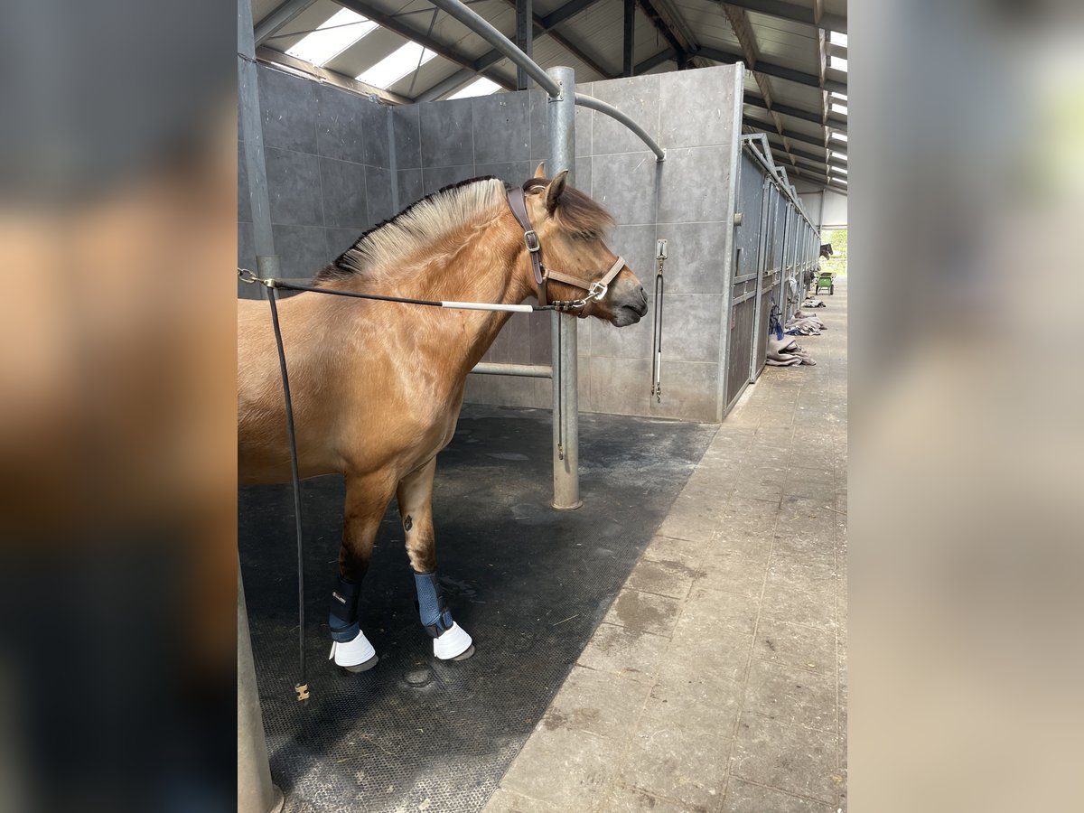 Fjord Horses Gelding 2 years 14,2 hh Dun in Valkenswaard