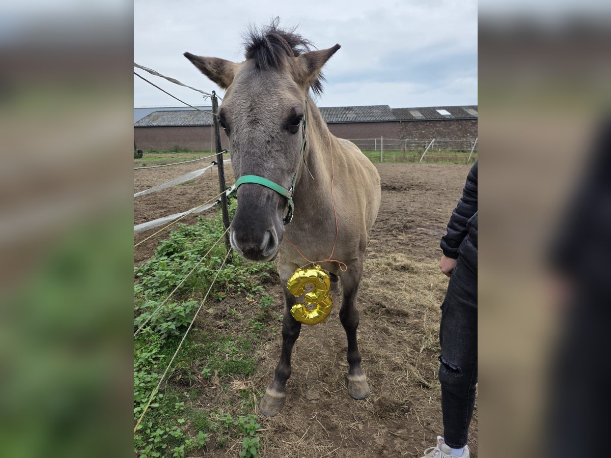 Fjord Horses Mix Gelding 3 years 13 hh in Sint Joost