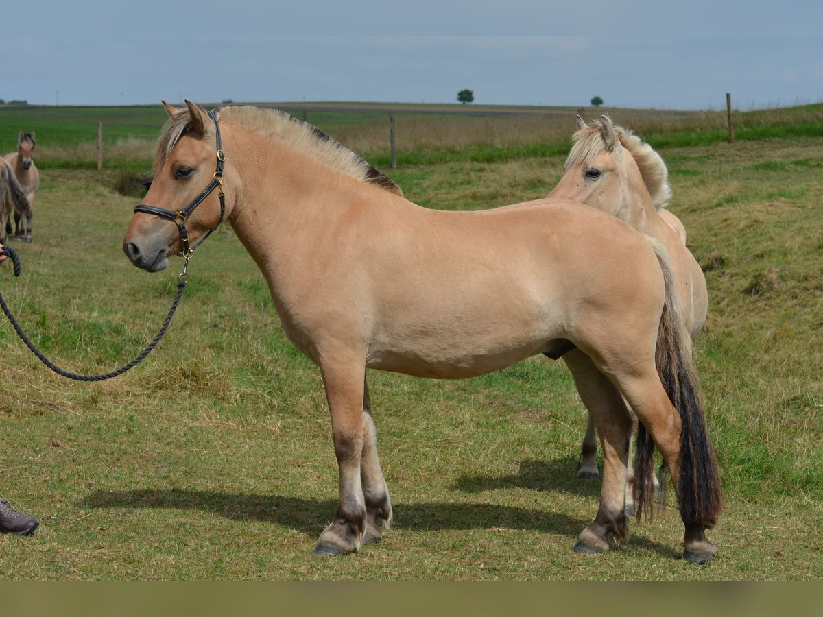 Fjord Horses Gelding 3 years 13,3 hh Dun in Gr&#xFC;nberg