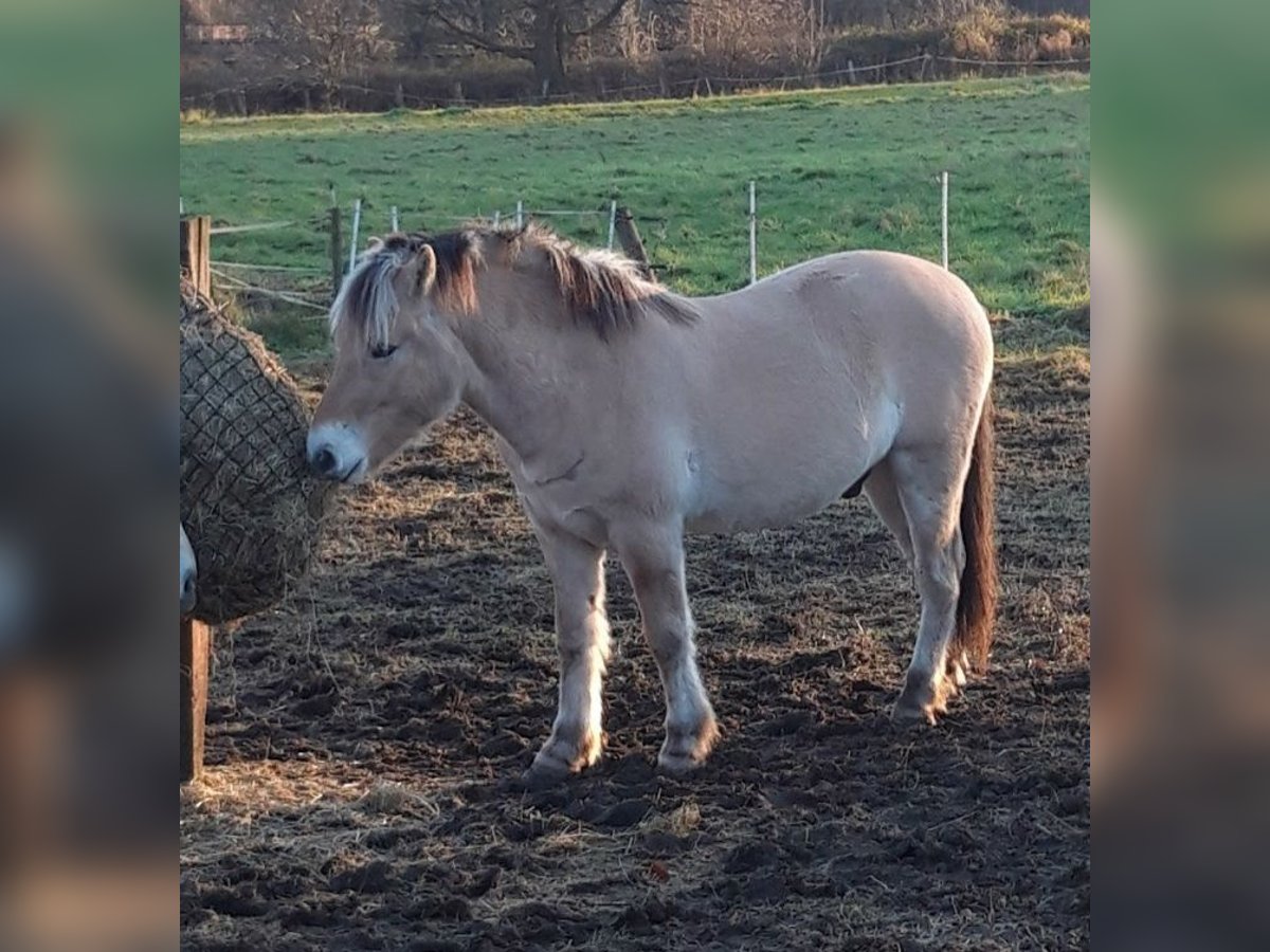 Fjord Horses Gelding 3 years 14,1 hh Dun in Lotte