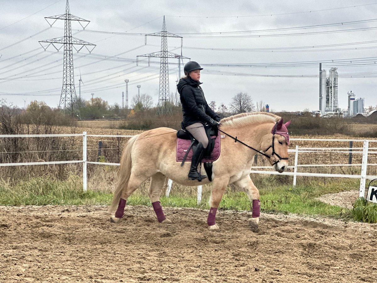 Fjord Horses Gelding 3 years 14 hh Dun in Wandlitz