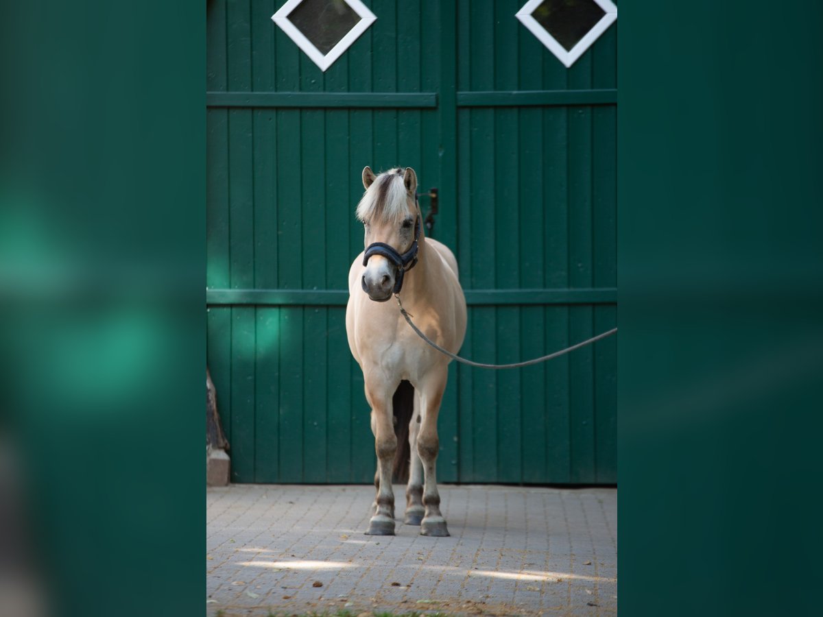 Fjord Horses Gelding 3 years 14,1 hh Dun in Lotte