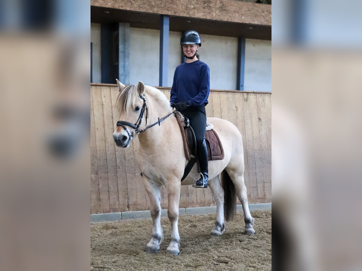 Fjord Horses Gelding 3 years 14,1 hh Dun in Alveslohe