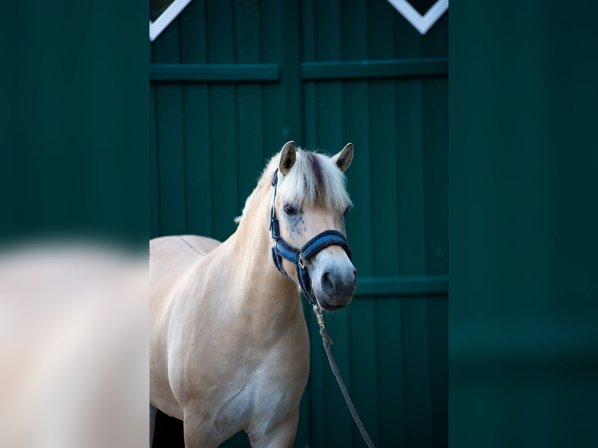Fjord Horses Gelding 3 years 14,1 hh Dun in Lotte