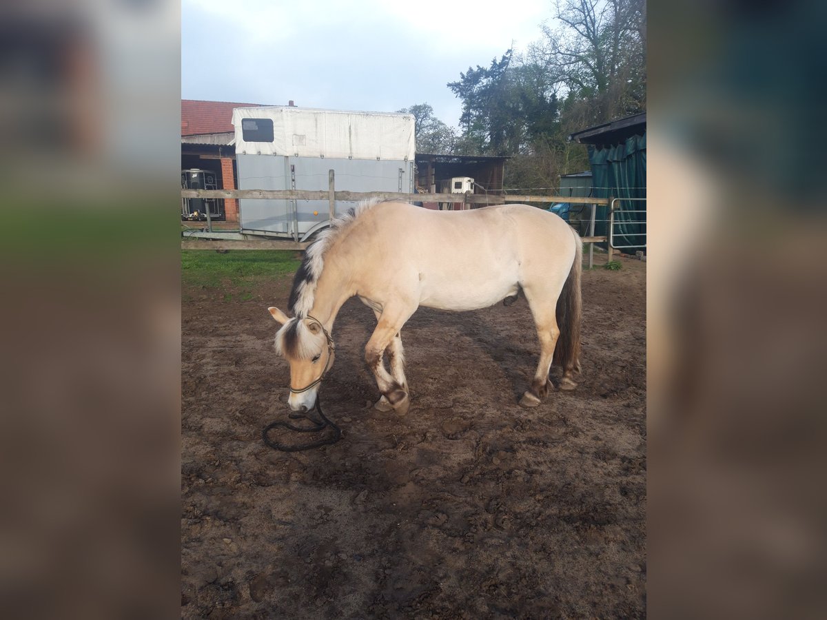 Fjord Horses Gelding 3 years 14,1 hh Dun in Lotte
