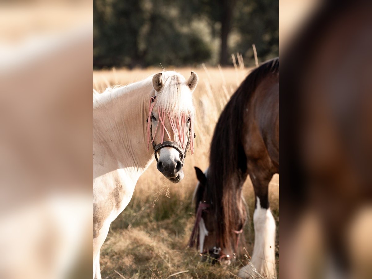 Fjord Horses Gelding 3 years 14,1 hh Red Dun in Schinveld Fjord Horses Gelding 3 years 14,1 hh Red Dun in Schinveld