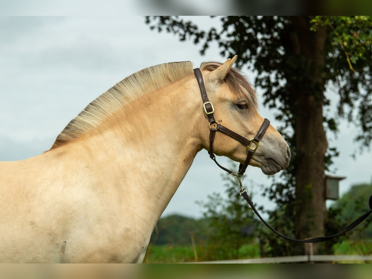 Fjord Horses Gelding 3 years 14,2 hh in Loozen