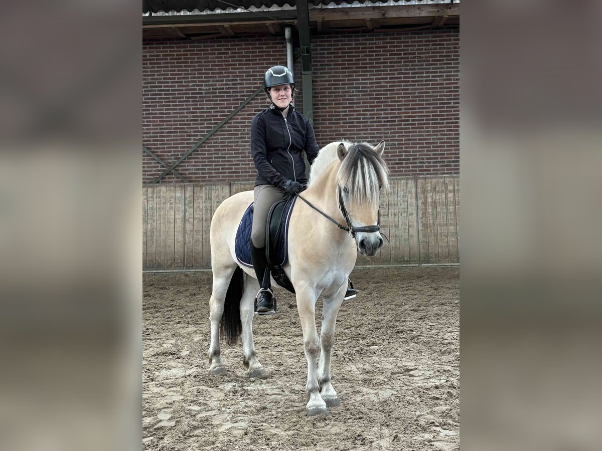 Fjord Horses Gelding 3 years 14,2 hh in Beek en Donk