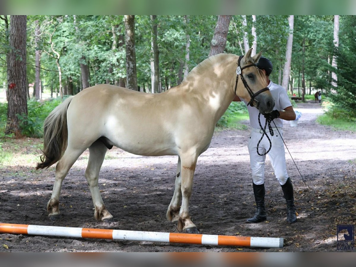 Fjord Horses Gelding 3 years 15,1 hh Dun in Thiers