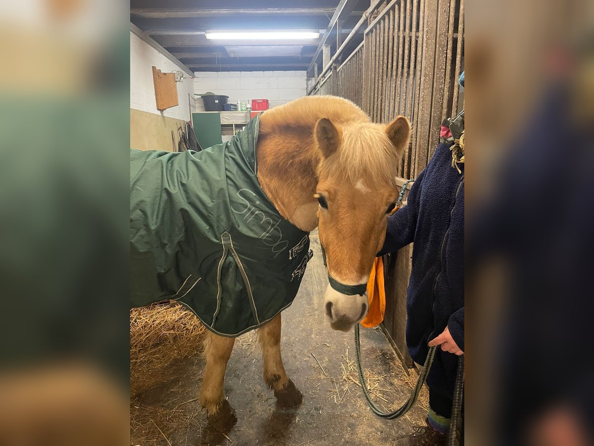Fjord Horses Gelding 4 years 13,2 hh Dun in Bad Grund Fjord Horses Gelding 4 years 13,2 hh Dun in Bad Grund