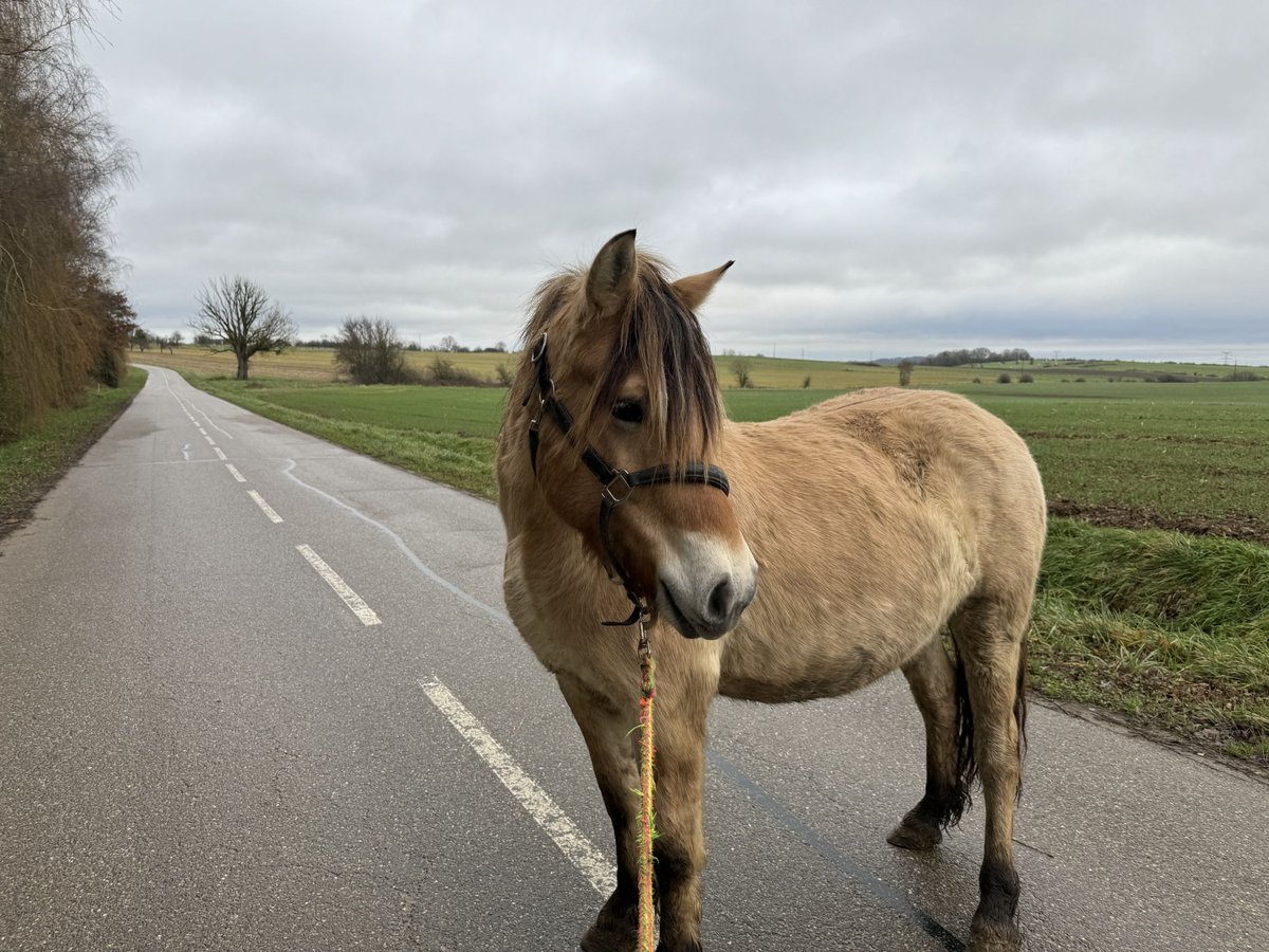 Fjord Horses Gelding 4 years 14,1 hh Dun in Petit tenquin