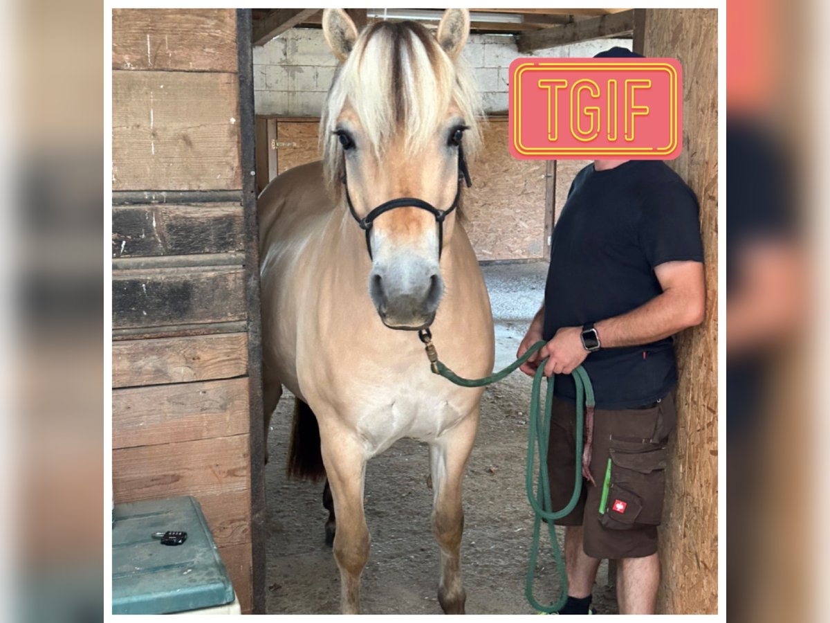 Fjord Horses Gelding 4 years 14,1 hh Dun in Gro&#xDF;-Bieberau