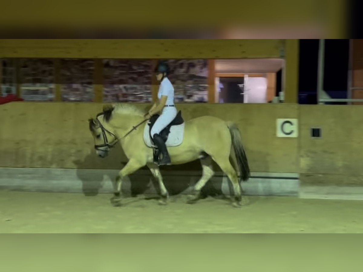 Fjord Horses Gelding 6 years in Lichtenstein- Unterhausen