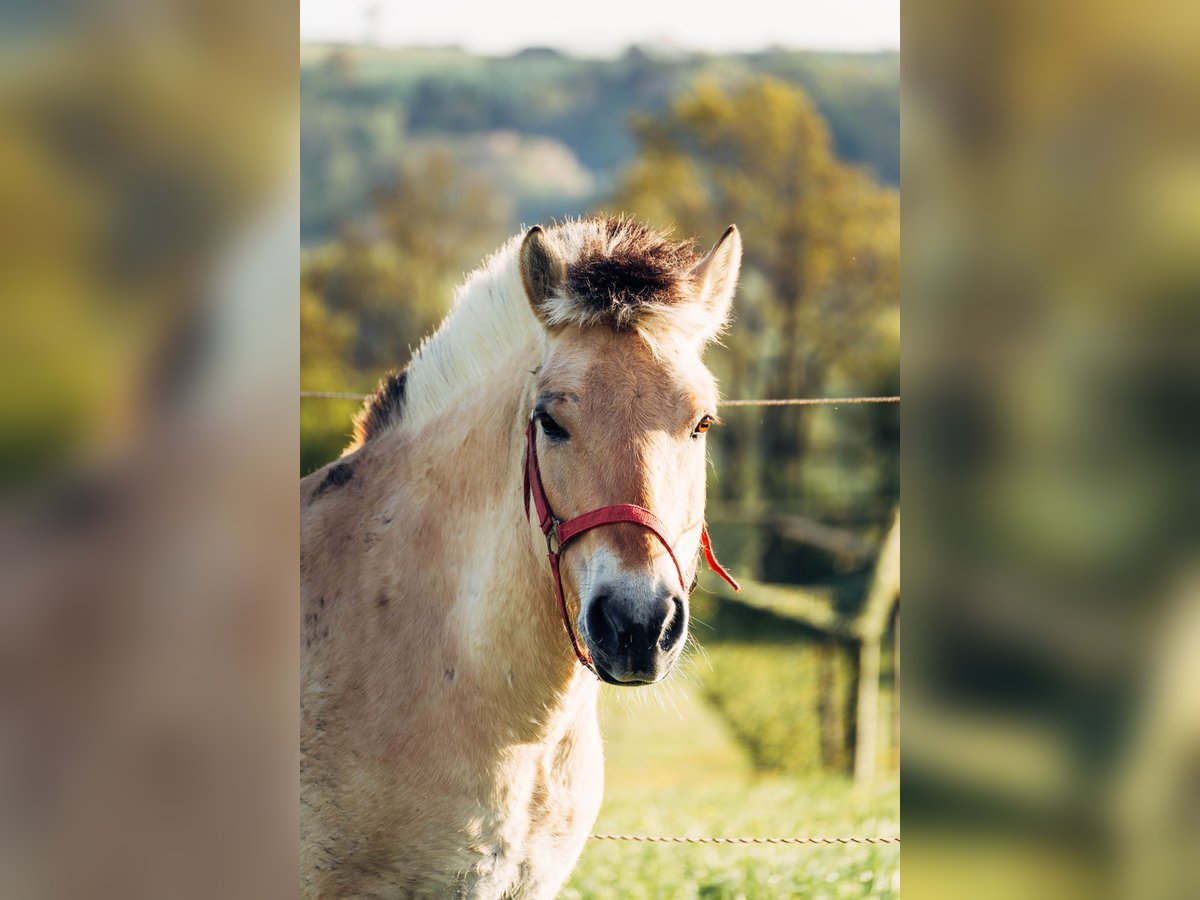 Fjord Horses Gelding 7 years 14,1 hh Dun in Iggingen