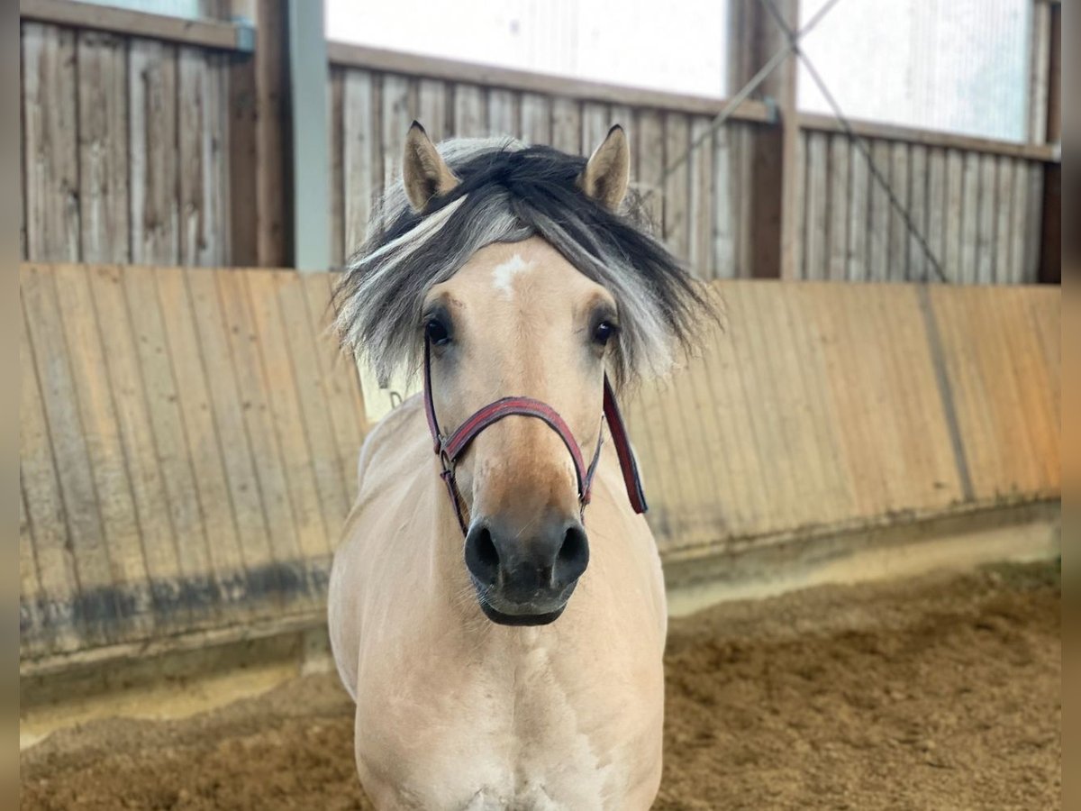 Fjord Horses Gelding 7 years 14,1 hh Dun in Iggingen