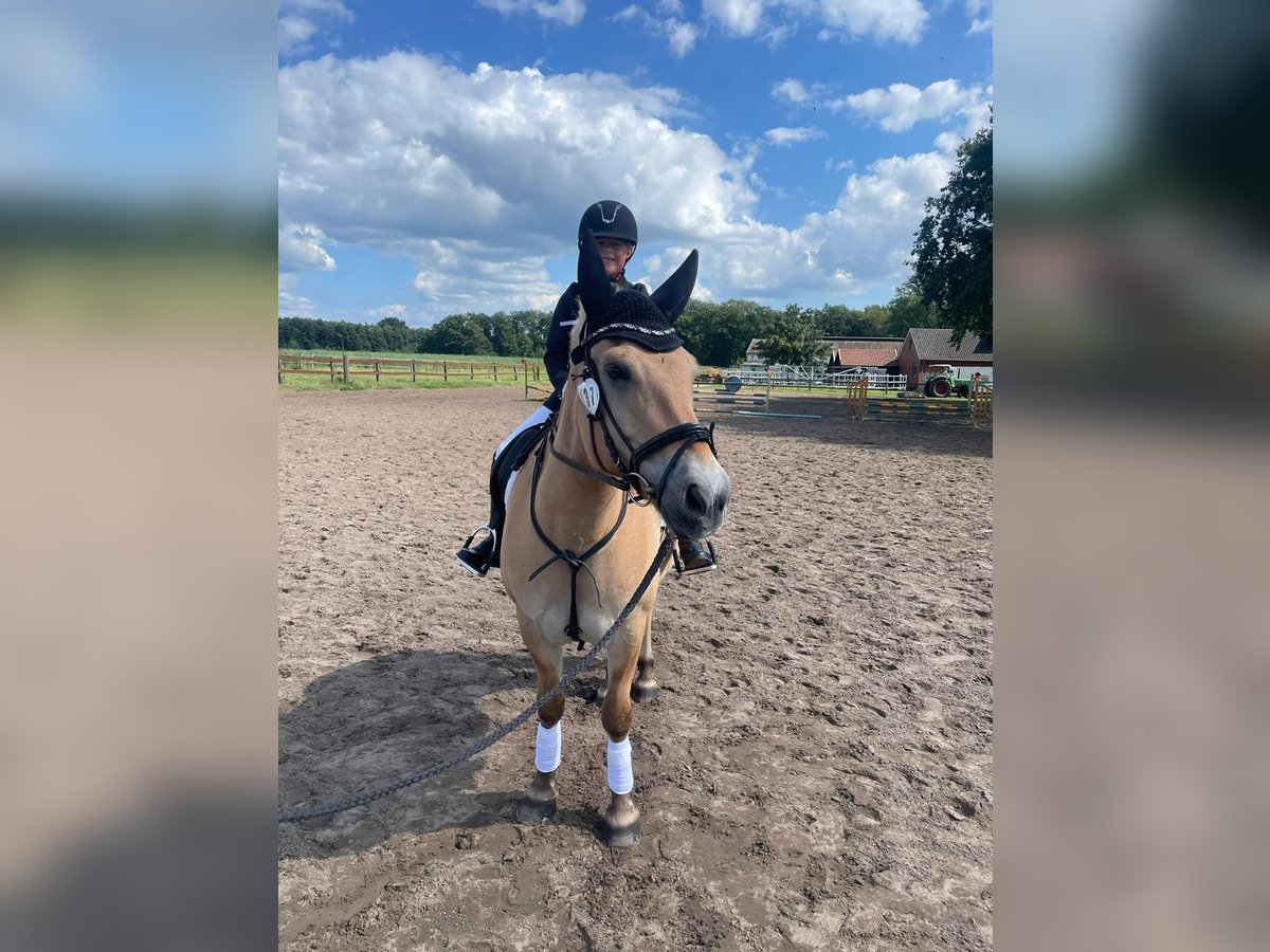 Fjord Horses Gelding 7 years 14,2 hh Brown-Light in Herzebrock-Clarholz