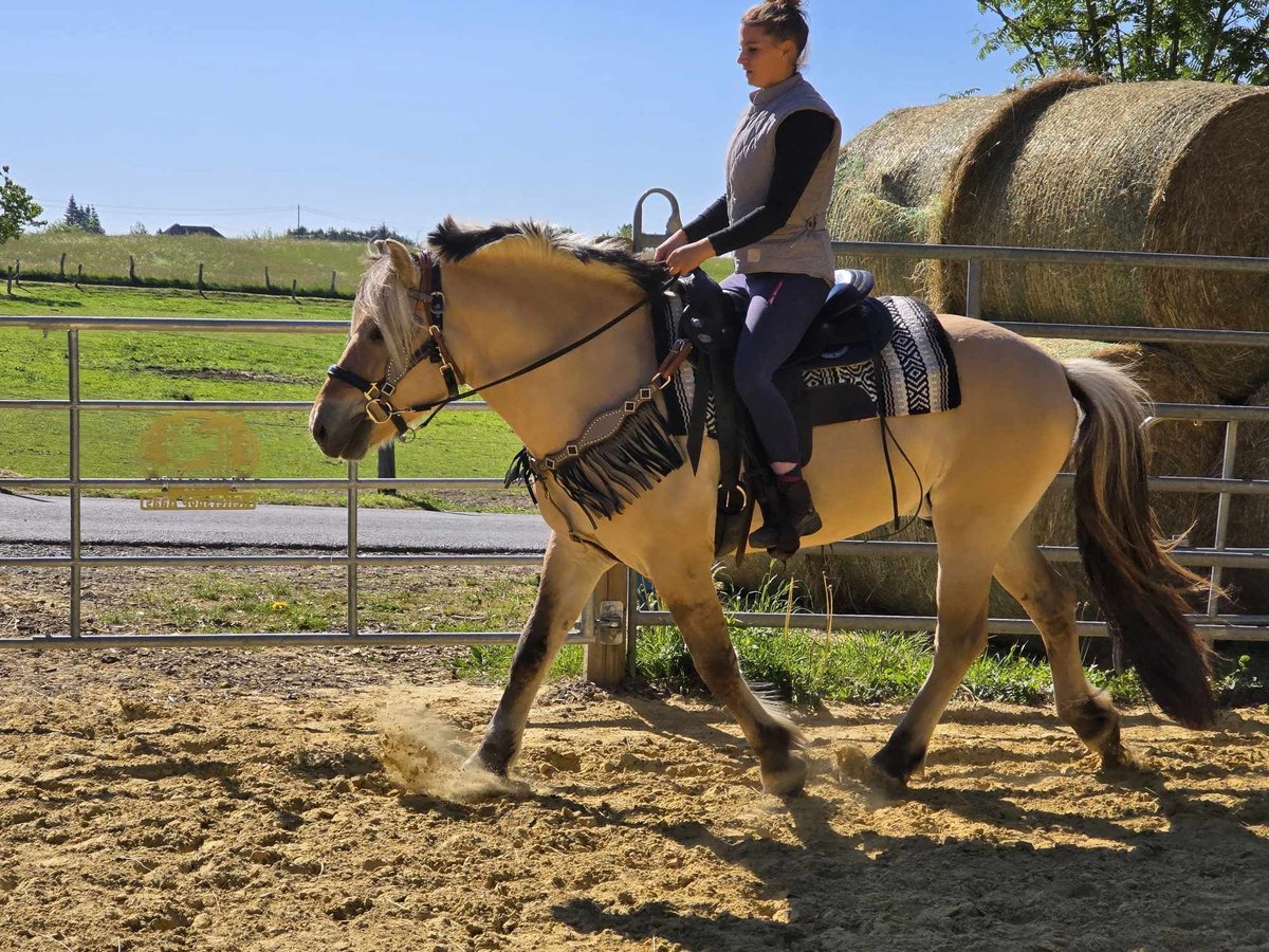 Fjord Horses Gelding 7 years 14,2 hh Dun in Linkenbach