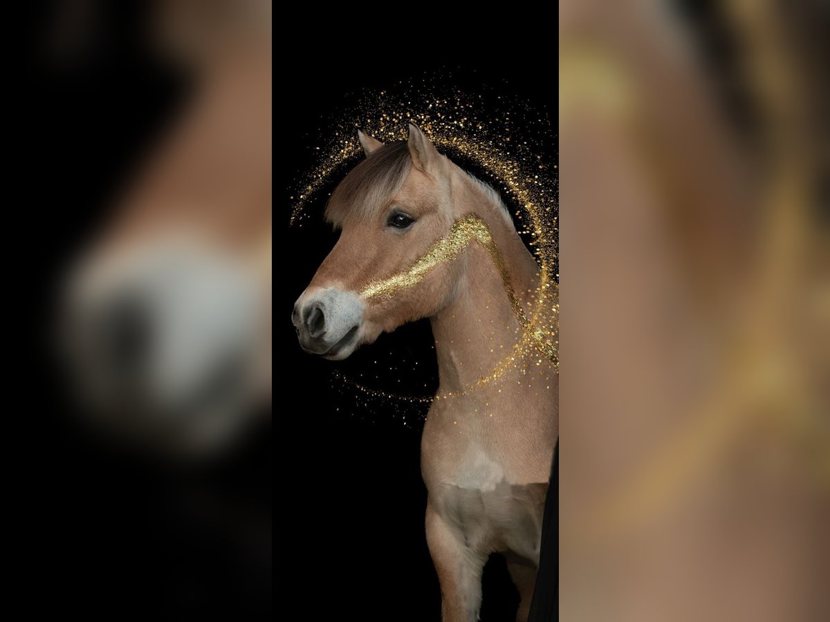 Fjord Horses Gelding 8 years 14,1 hh Dun in Baesweiler