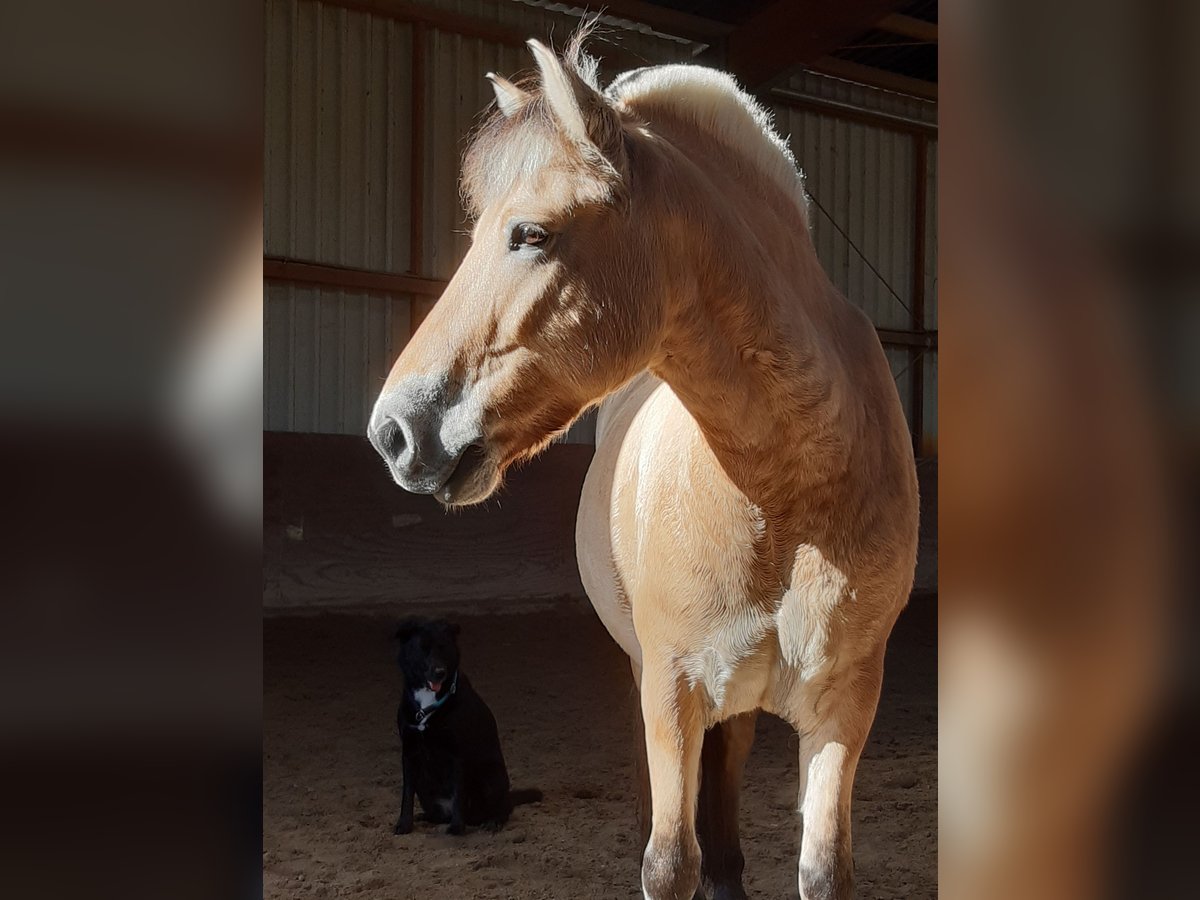 Fjord Horses Gelding 9 years 14,1 hh in Hemsbach