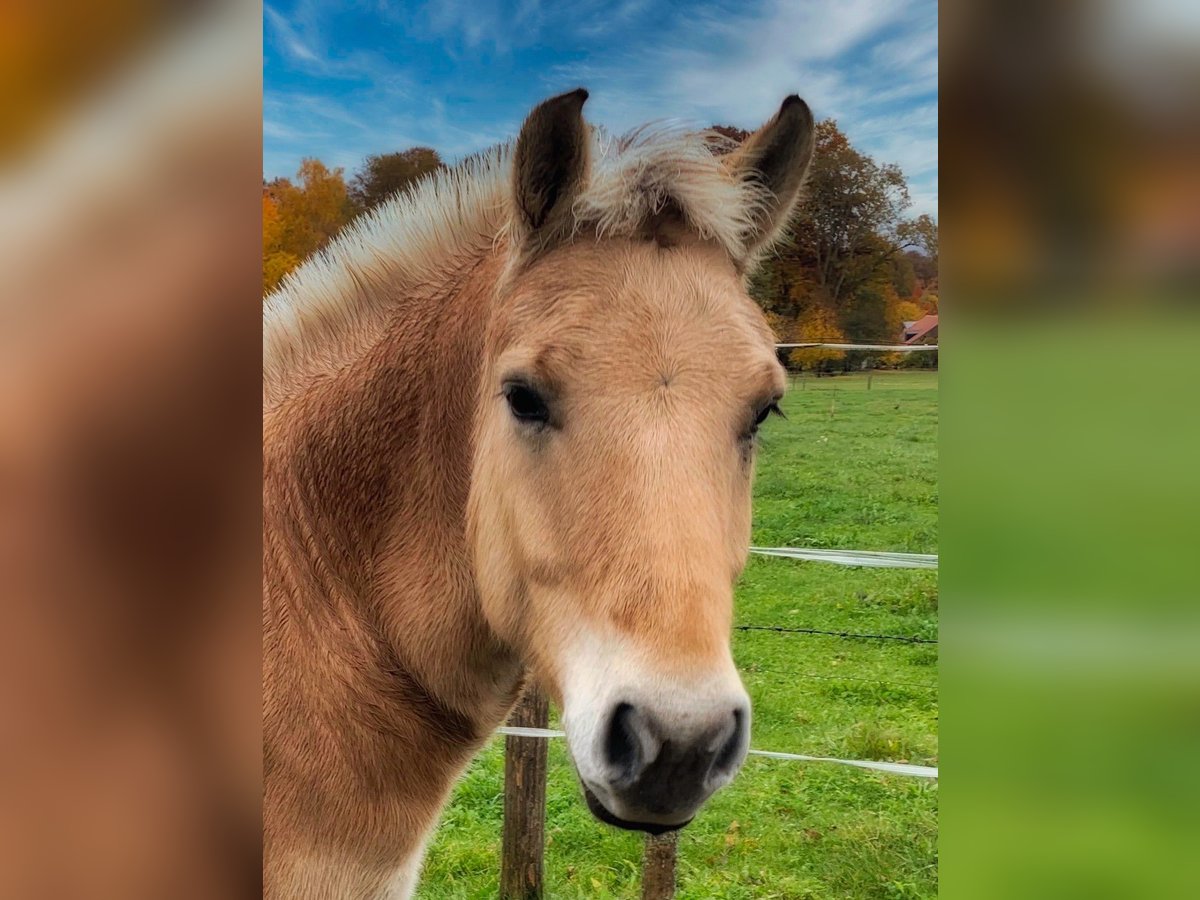 Fjord Horses Gelding 9 years 14,2 hh Dun in Kaufbeuren