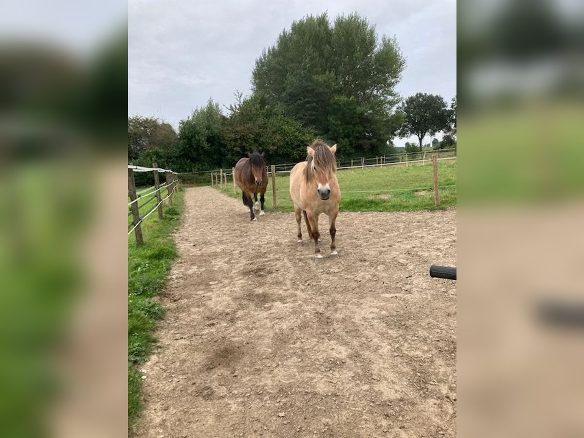 Fjord Horses Mare 10 years 13,1 hh Dun in Viersen