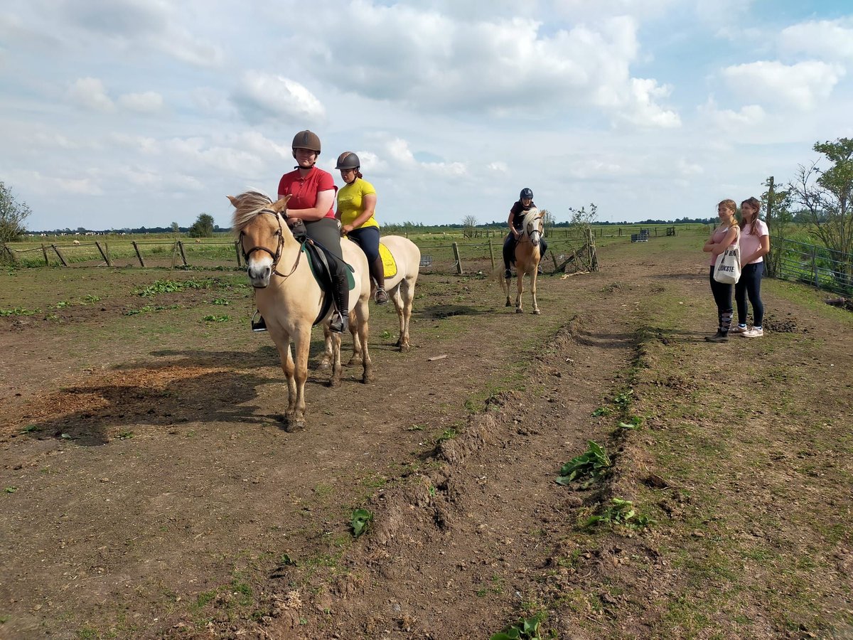 Fjord Horses Mare 10 years 13,3 hh in Montfoort