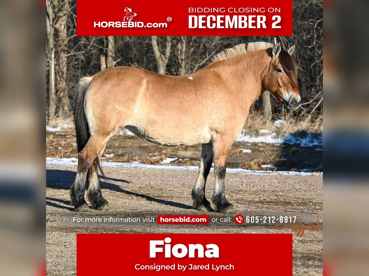 Fjord Horses Mare 10 years 15,1 hh Sorrel in Canistota