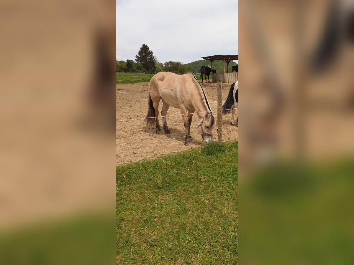 Fjord Horses Mare 11 years 14,1 hh Dun in Tholey