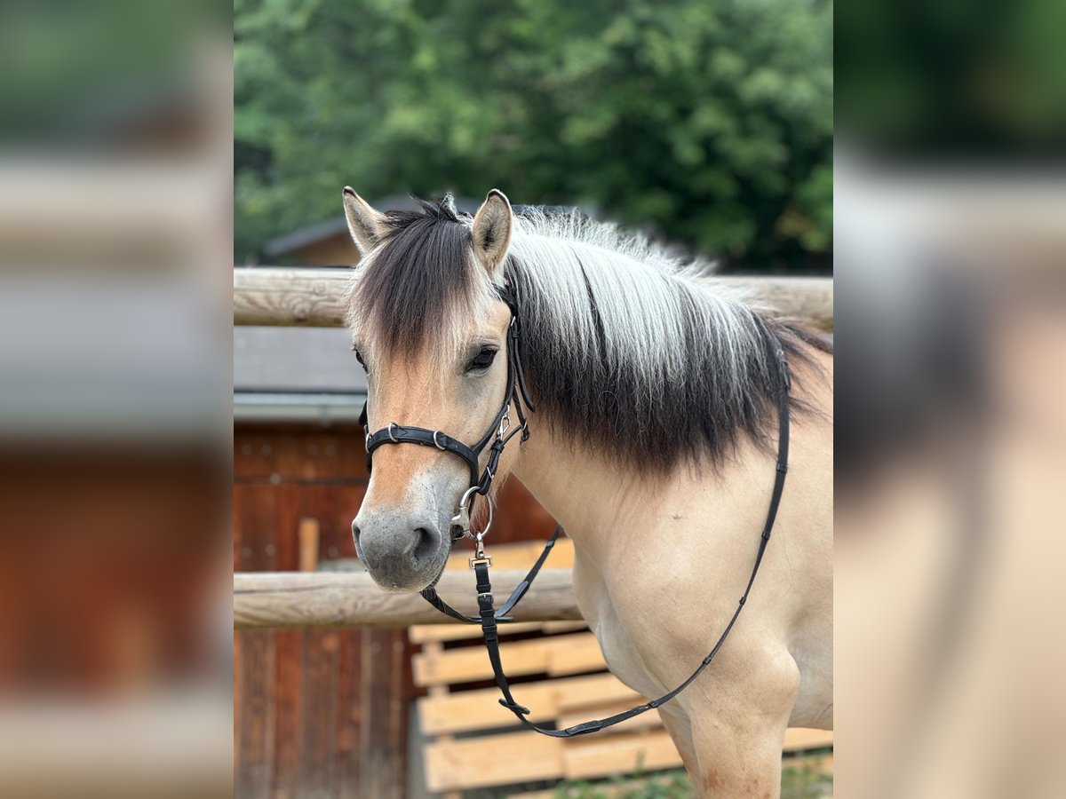Fjord Horses Mare 11 years 14 hh in Stuttgart