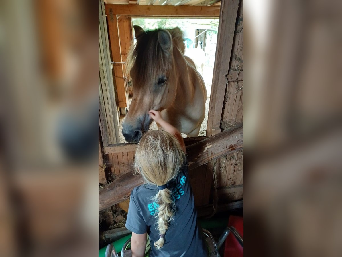 Fjord Horses Mare 11 years 14,2 hh Dun in Rennerod Fjord Horses Mare 11 years 14,2 hh Dun in Rennerod