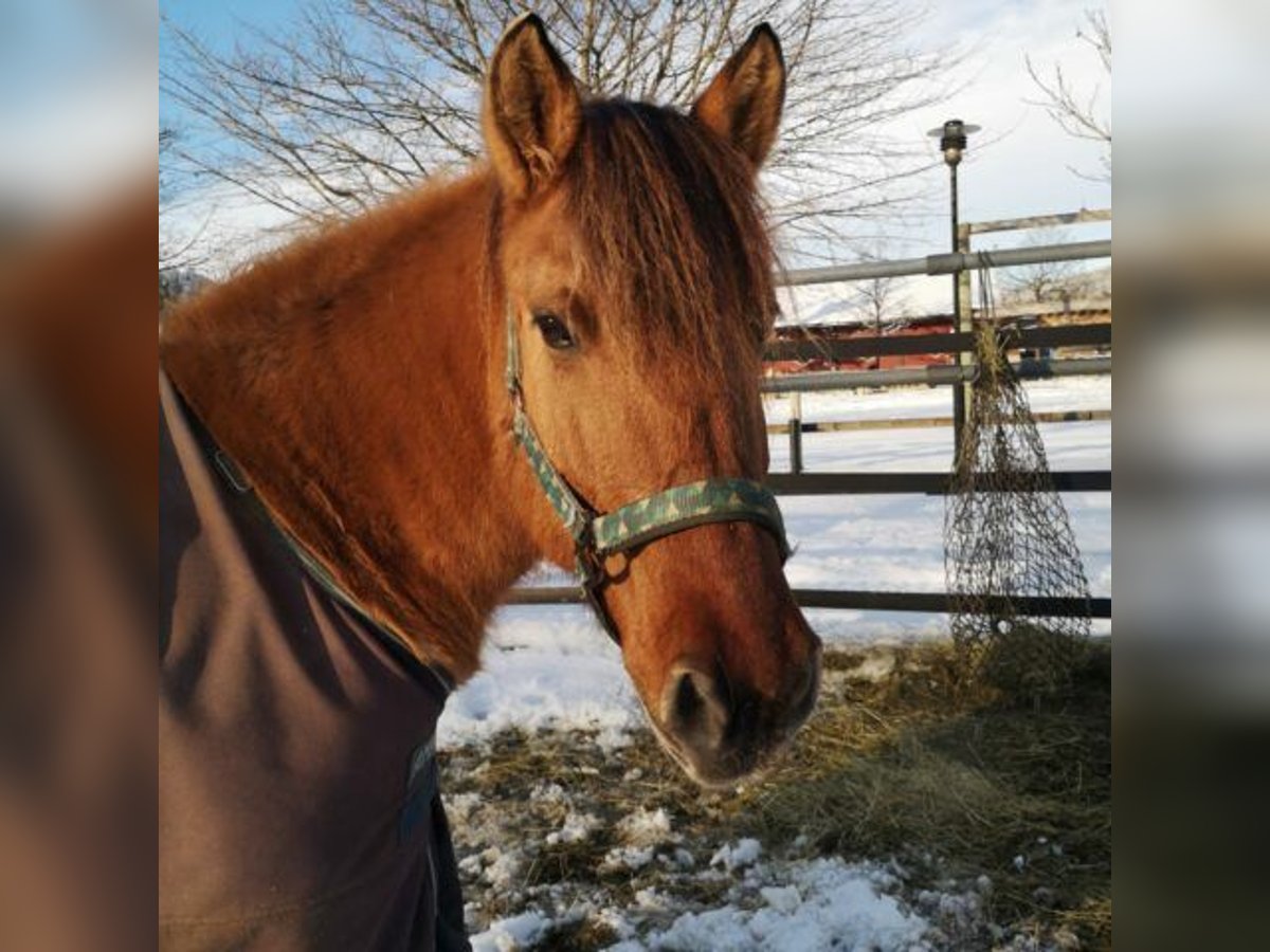 Fjord Horses Mare 13 years 13,3 hh Brown in Reutte