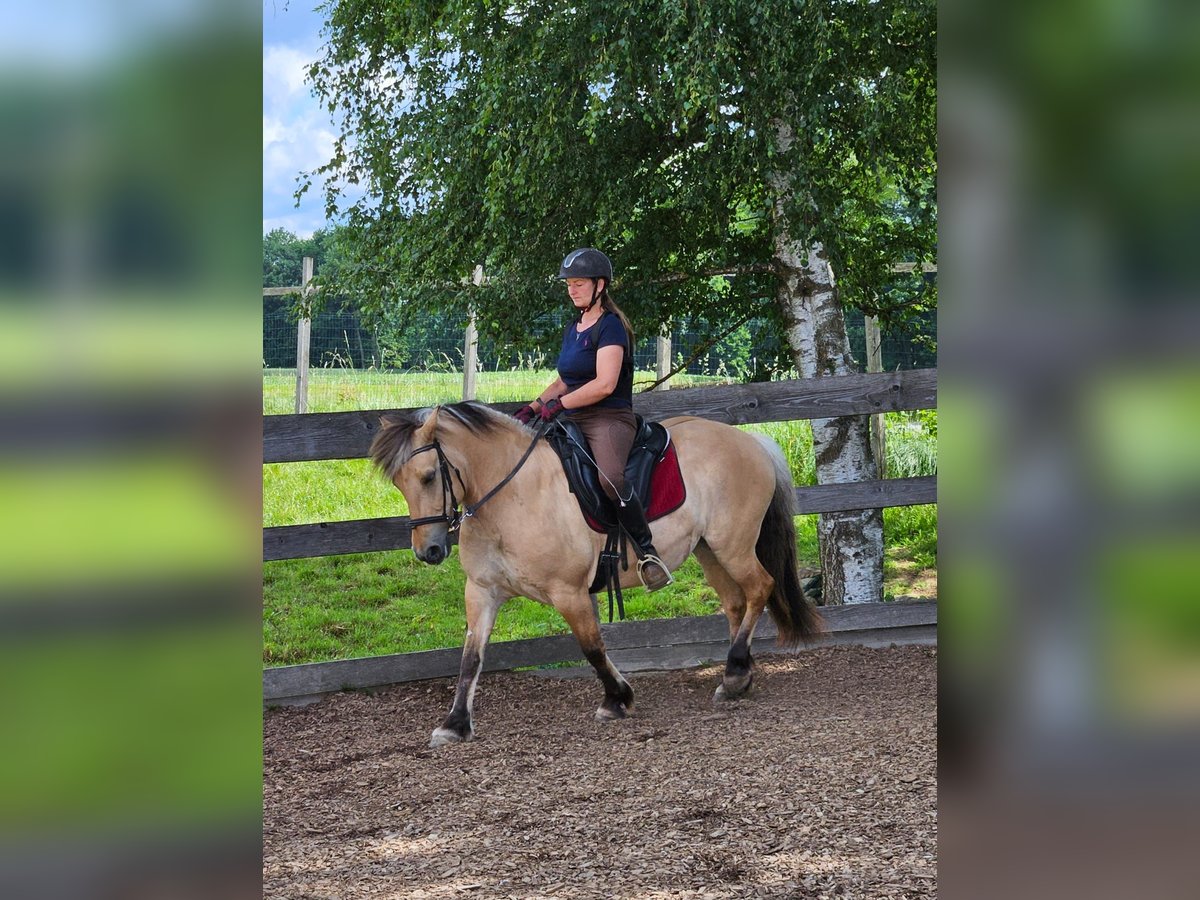 Fjord Horses Mare 13 years 13,2 hh Dun in Kirchberg im Wald