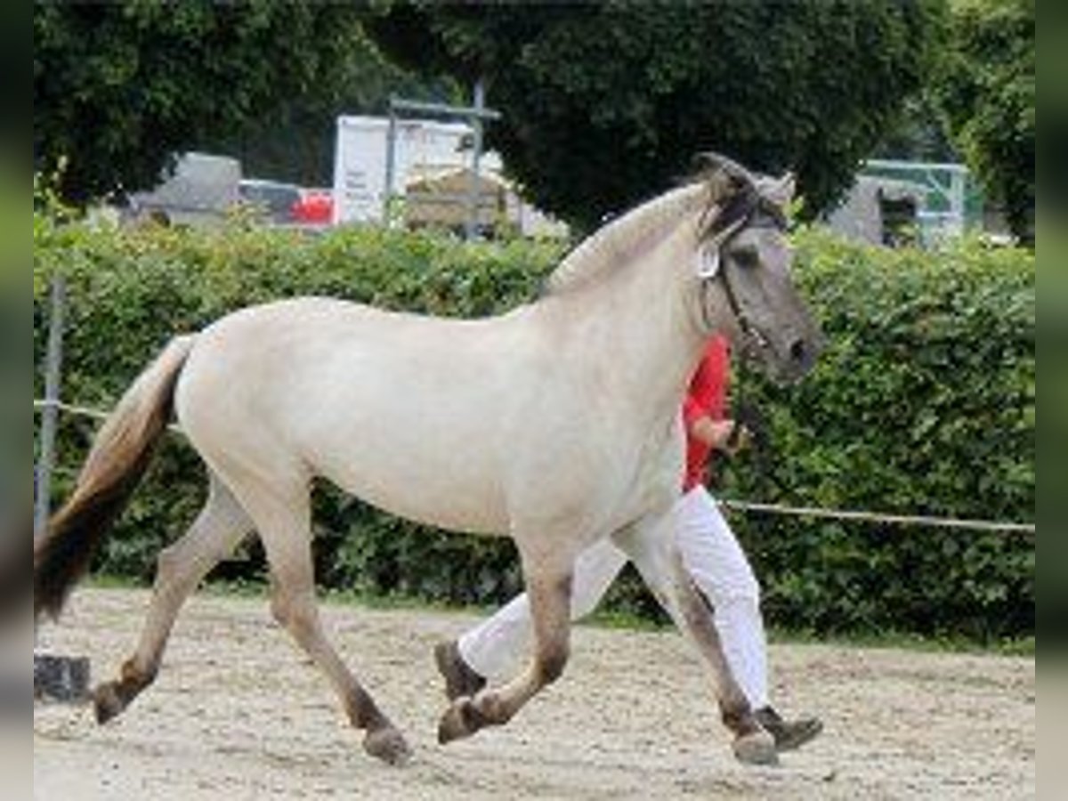 Fjord Horses Mare 13 years 14,1 hh Gray in Dumbrăviţa