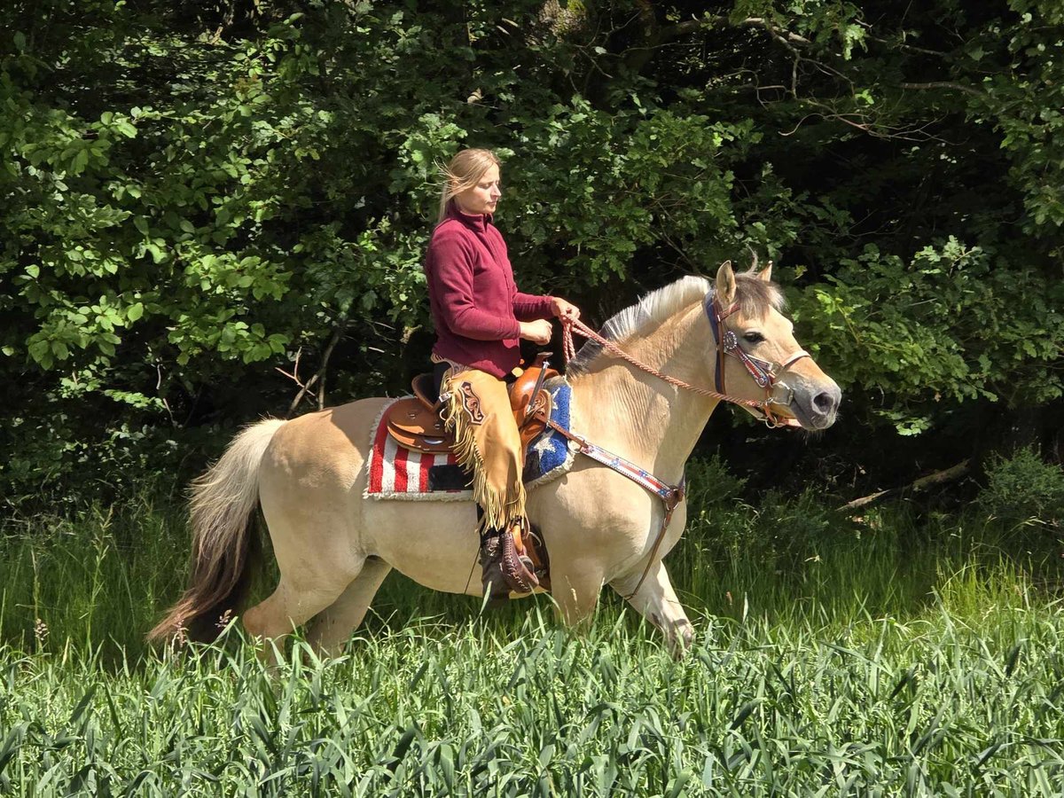 Fjord Horses Mare 14 years 14,2 hh Dun in Linkenbach