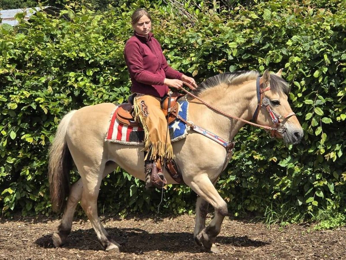 Fjord Horses Mare 14 years 14,2 hh Dun in Linkenbach